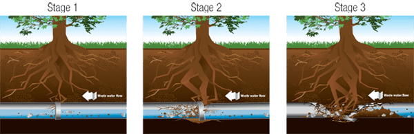 Showing how tree roots can damage a sewer line
