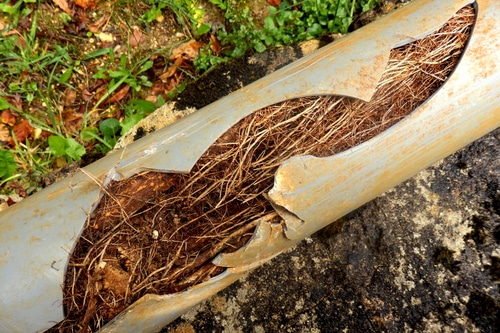 Drain with roots